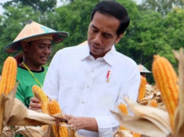 Presiden Jokowi Panen Jagung di Tuban Jatim